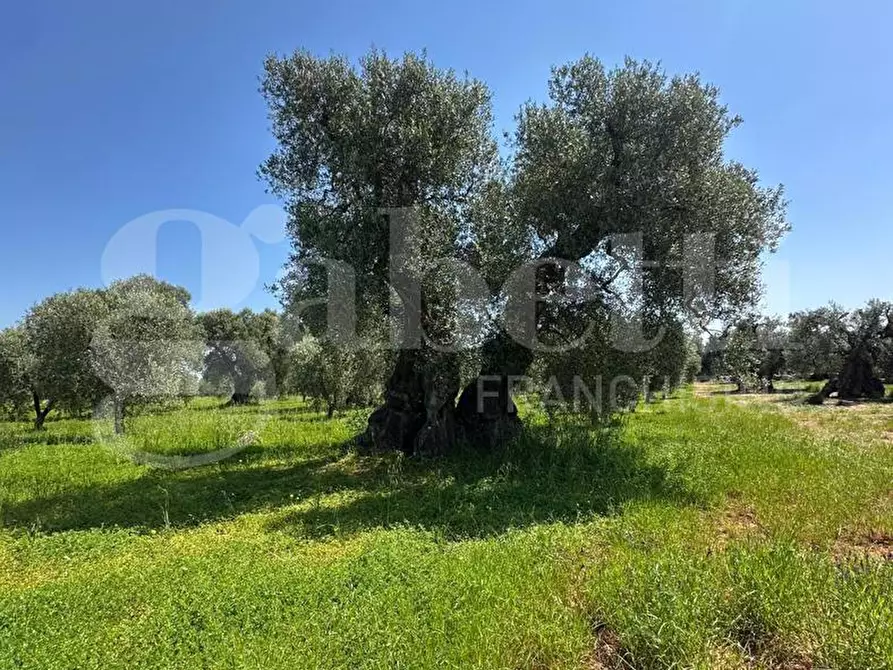 Immagine 2 di Terreno agricolo in vendita  in Contrada Impisi, sn a Ostuni
