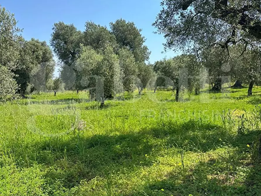 Immagine 15 di Terreno agricolo in vendita  in Contrada Impisi, sn a Ostuni
