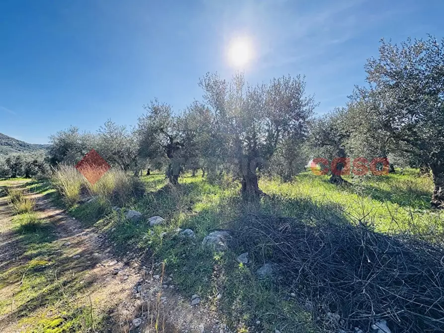 Immagine 10 di Terreno agricolo in vendita  in Via SELVOTTA, 40 a Terracina
