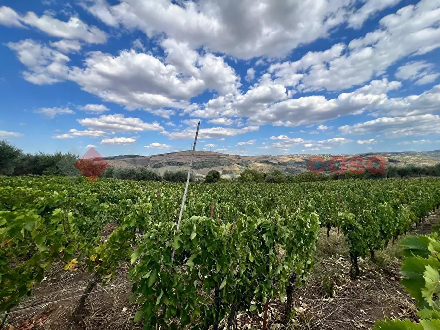 Immagine 8 di Terreno agricolo in vendita  in Contrada GORIZZE, SNC a Barile