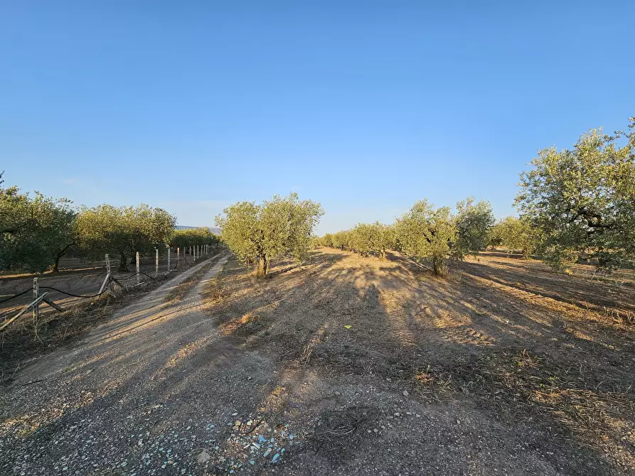 Immagine 5 di Terreno agricolo in vendita  in Contrada Vignali a San Severo