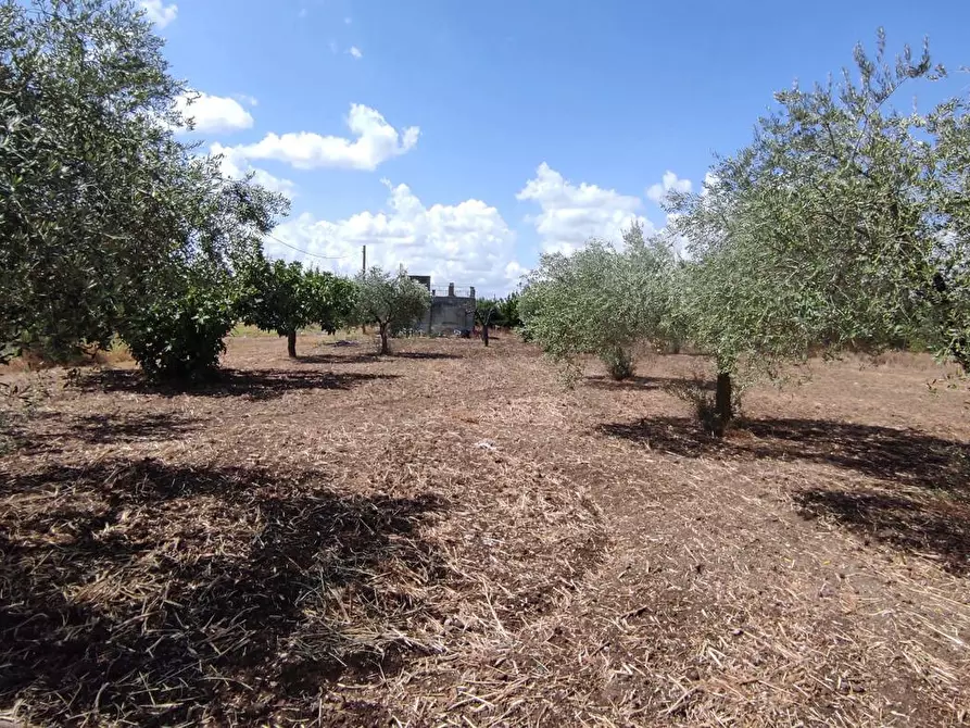 Immagine 7 di Terreno agricolo in vendita  in Via SAN ROCCO, SNC a San Severo