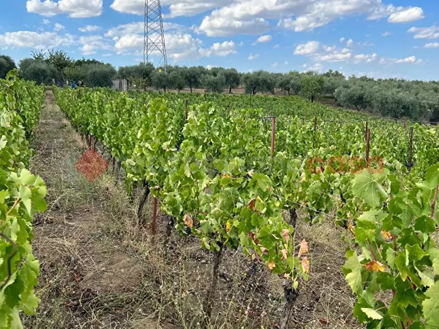 Immagine 20 di Terreno agricolo in vendita  in Contrada GORIZZE, SNC a Barile