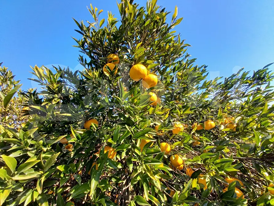 Immagine 4 di Terreno agricolo in vendita  in LocalitÃ  Tanca Manna, snc a Capoterra