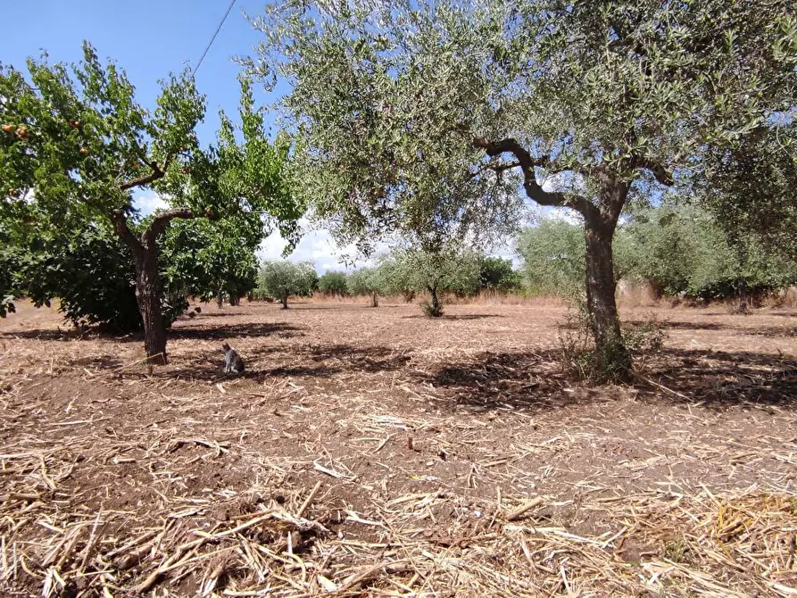 Immagine 3 di Terreno agricolo in vendita  in Via SAN ROCCO, SNC a San Severo