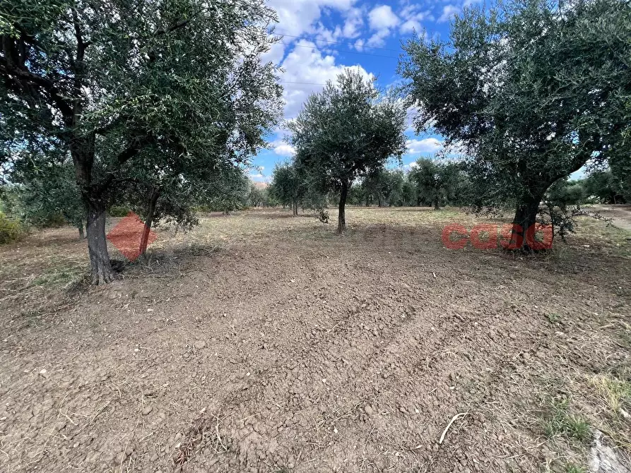 Immagine 6 di Terreno agricolo in vendita  in Contrada GORIZZE, SNC a Barile