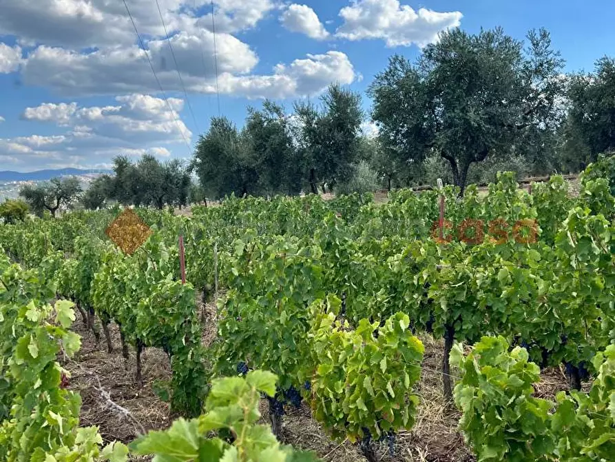 Immagine 9 di Terreno agricolo in vendita  in Contrada GORIZZE, SNC a Barile