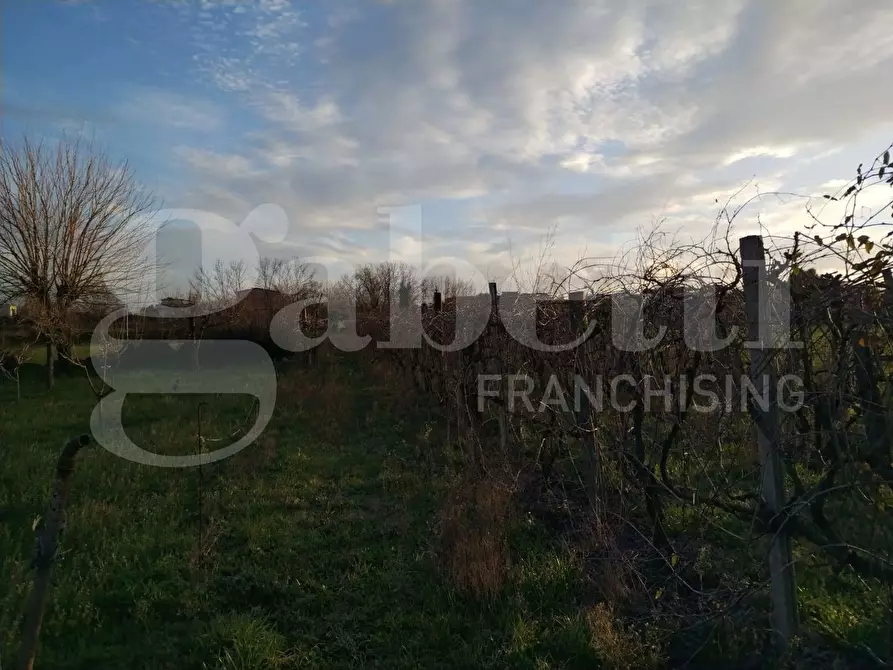 Immagine 2 di Terreno agricolo in vendita  in Contrada limitone, 10 a Sant'antimo