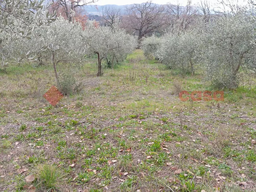 Immagine 3 di Terreno agricolo in vendita  in Via frazione Morgnano a Spoleto