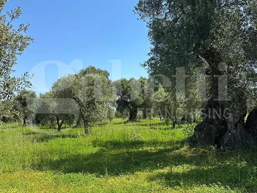 Immagine 4 di Terreno agricolo in vendita  in Contrada Impisi, sn a Ostuni