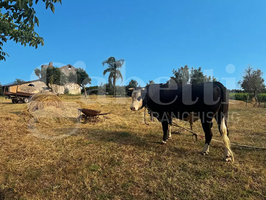 Immagine 6 di Azienda agricola in vendita  in LocalitÃ  Monticello a Pastorano