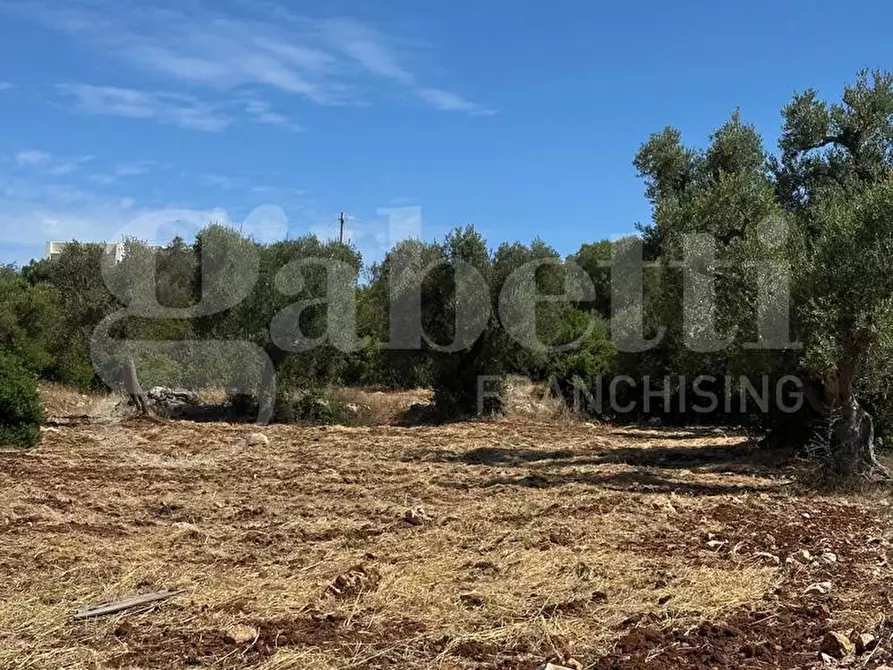 Immagine 6 di Terreno agricolo in vendita  in Contrada Campanile a Ostuni