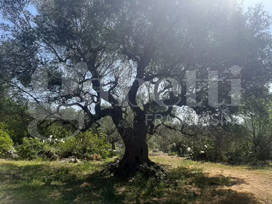 Immagine 7 di Terreno agricolo in vendita  in Contrada la chiusa, sn a Ostuni