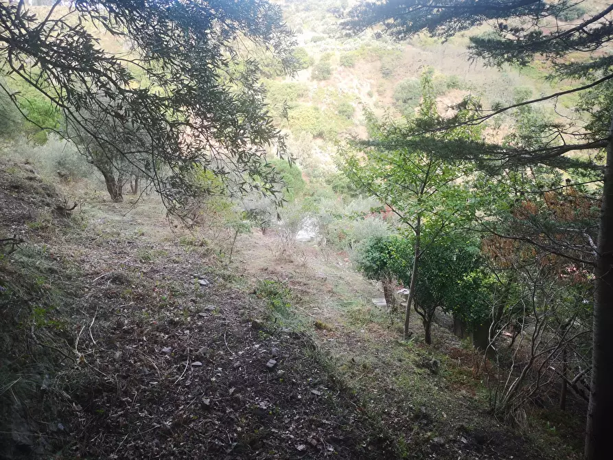 Immagine 11 di Terreno agricolo in vendita  in Via Comunale Catarratti, 106 a Messina