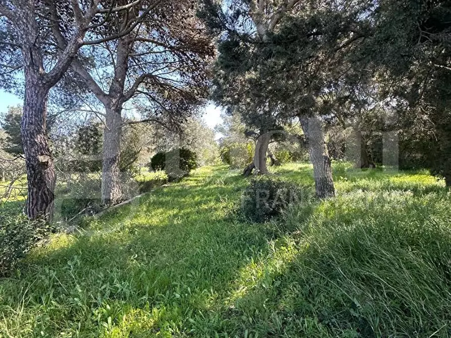 Immagine 3 di Terreno agricolo in vendita  in Contrada Urselli, sn a Ostuni