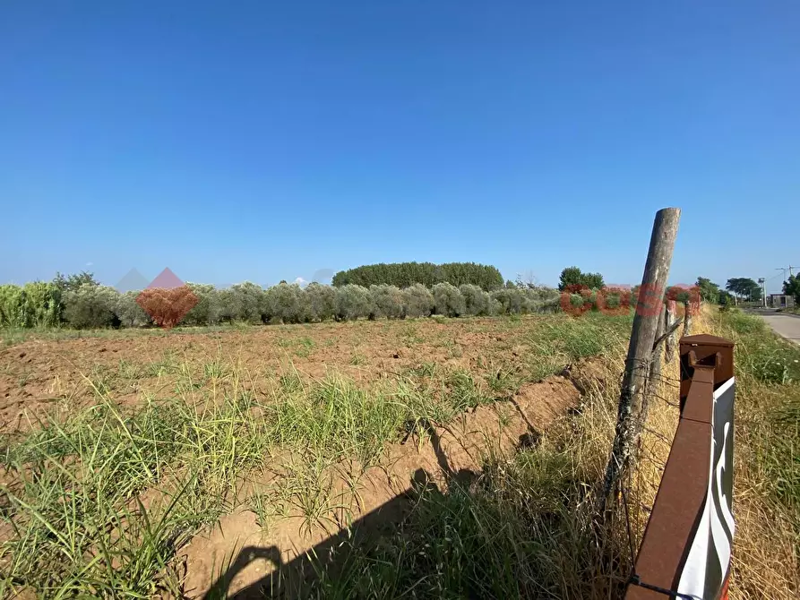 Immagine 2 di Terreno agricolo in vendita  in LocalitÃ  Starzella, SNC a Falciano Del Massico