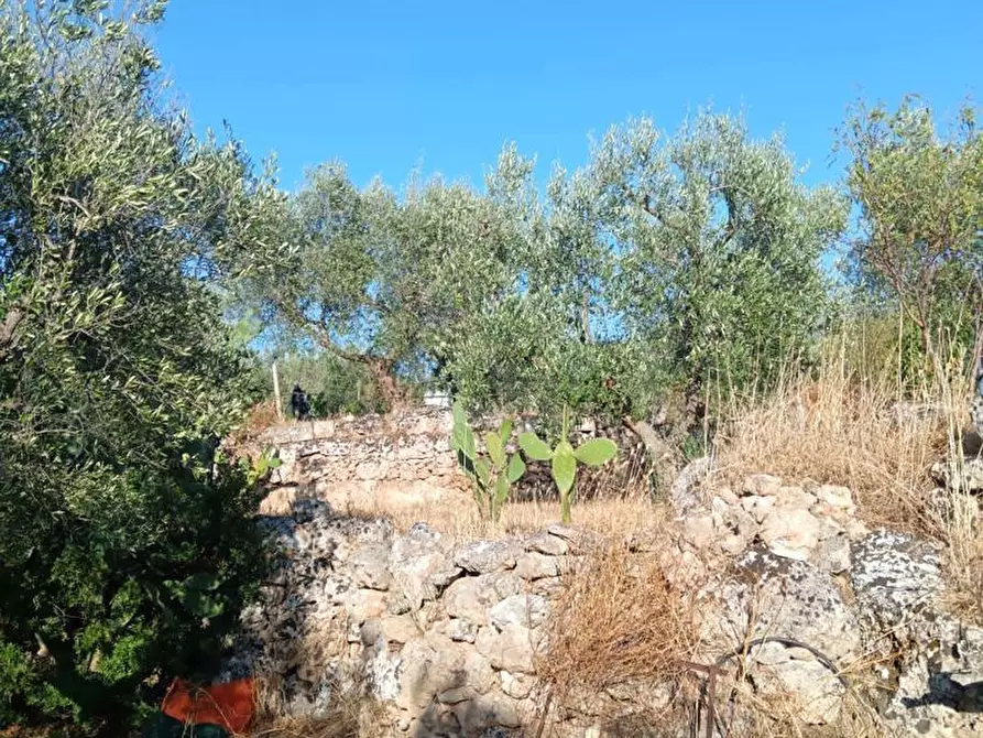 Immagine 6 di Terreno agricolo in vendita  in Strada VICINALE CRISPIANO MONTETERMITI, SNC a Crispiano