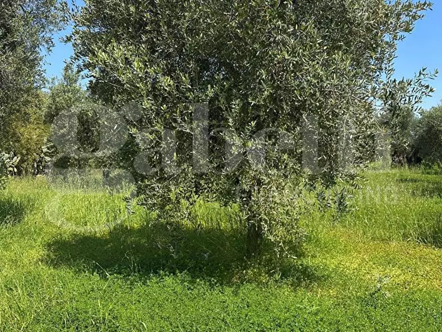 Immagine 5 di Terreno agricolo in vendita  in Contrada Impisi, sn a Ostuni