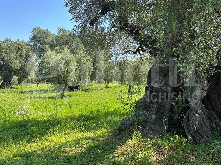 Immagine 10 di Terreno agricolo in vendita  in Contrada Impisi, sn a Ostuni