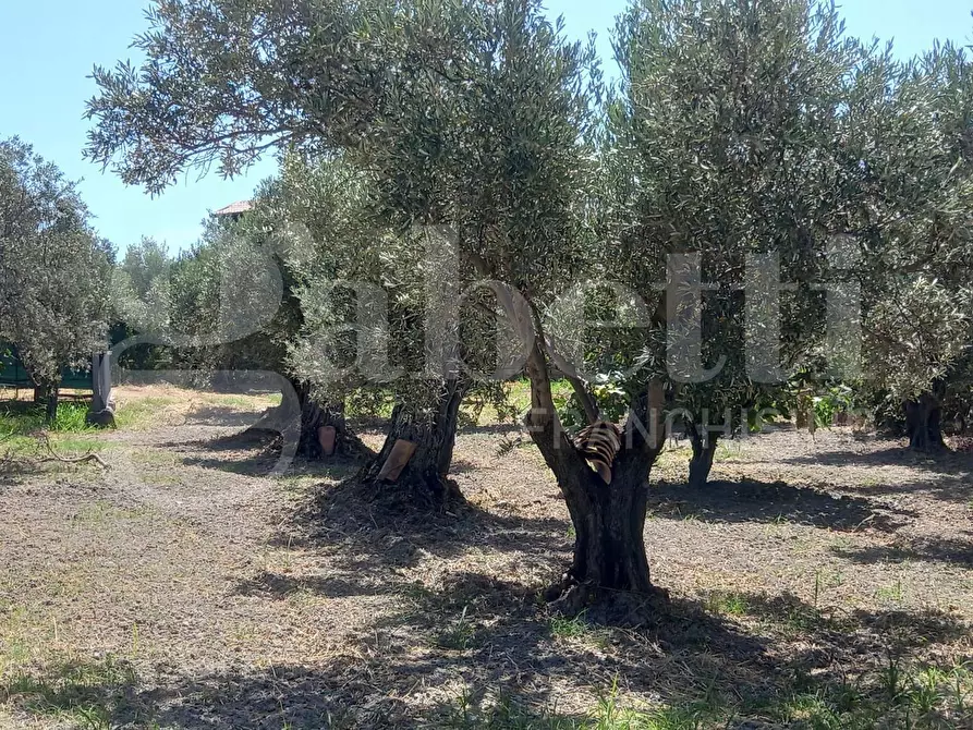 Immagine 10 di Casa indipendente in vendita  in Via Puglia, snc a Catanzaro