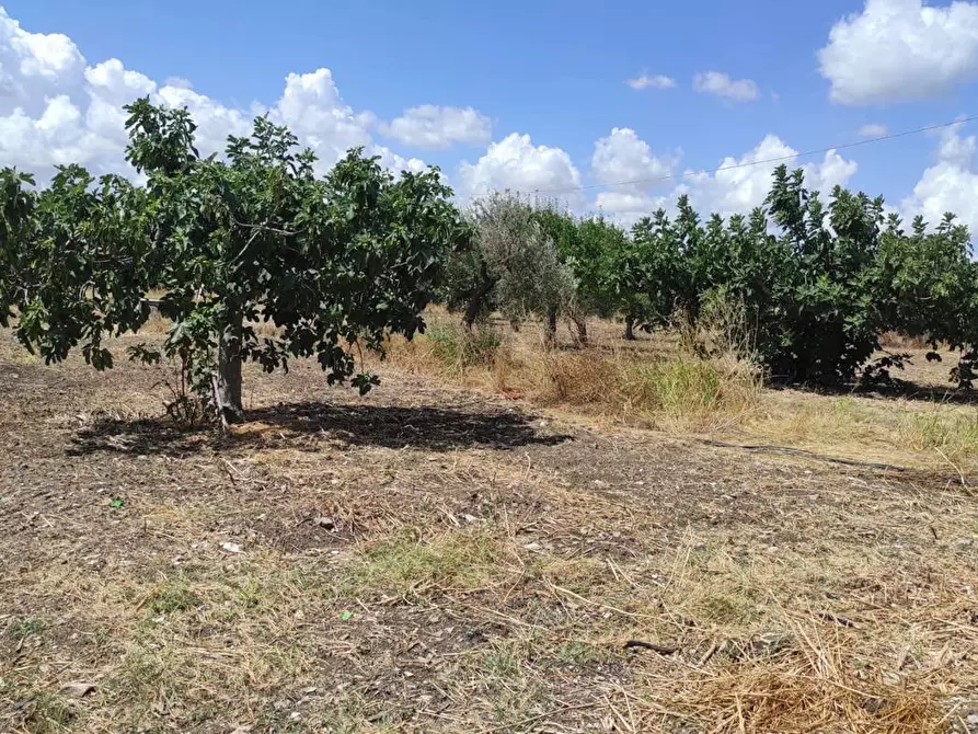 Immagine 14 di Terreno agricolo in vendita  in Via SAN ROCCO, SNC a San Severo