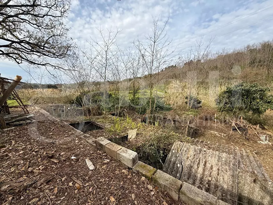 Immagine 7 di Terreno agricolo in vendita  in Contrada CARLO FAZZO, snc a Pianopoli