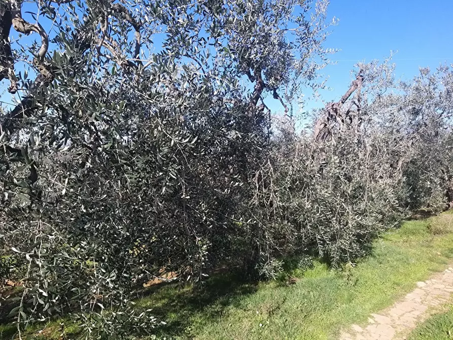 Immagine 6 di Terreno agricolo in vendita  in Via Provinciale di Malmantile a Castelfiorentino