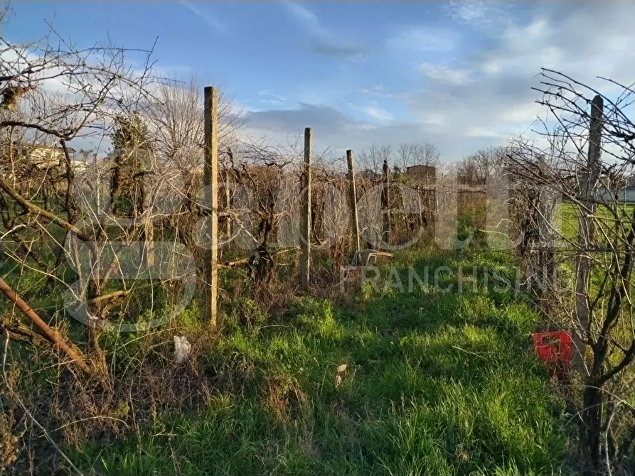 Immagine 4 di Terreno agricolo in vendita  in Contrada limitone, 10 a Sant'antimo
