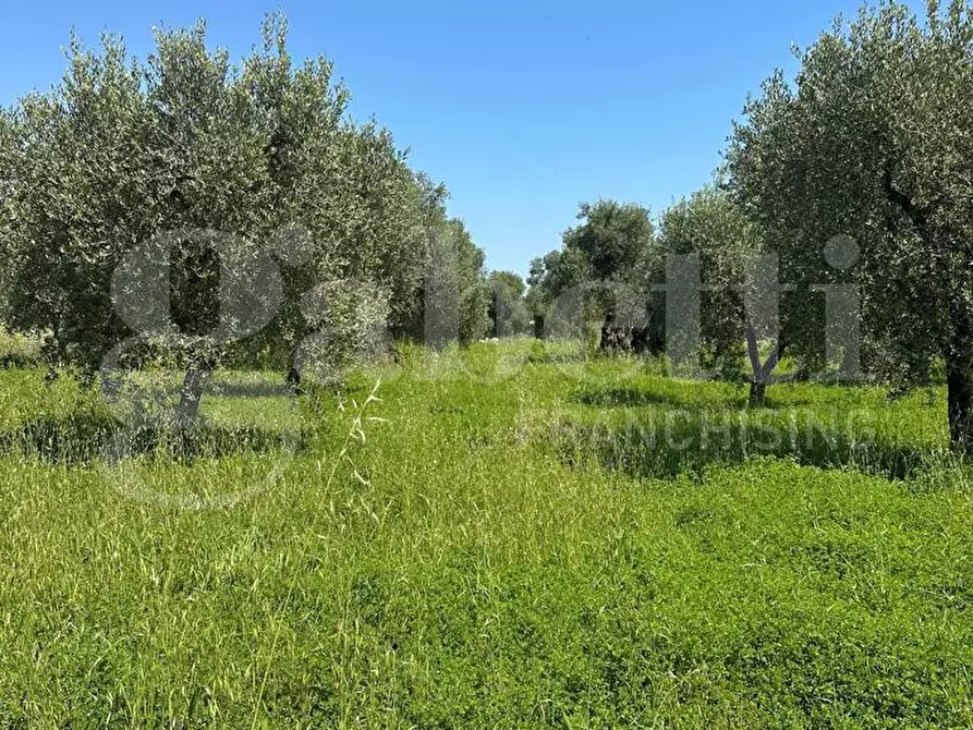 Immagine 12 di Terreno agricolo in vendita  in Contrada Impisi, sn a Ostuni