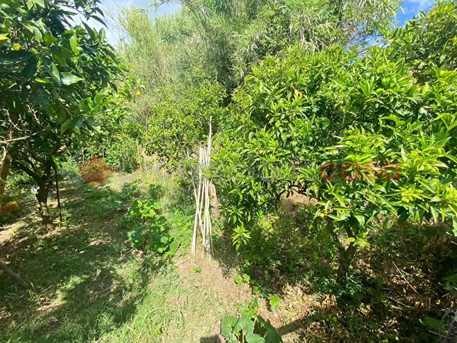 Immagine 33 di Appartamento in vendita  in Via Monte Massico a Falciano Del Massico