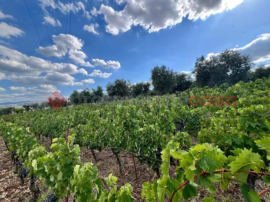 Immagine 13 di Terreno agricolo in vendita  in Contrada GORIZZE, SNC a Barile