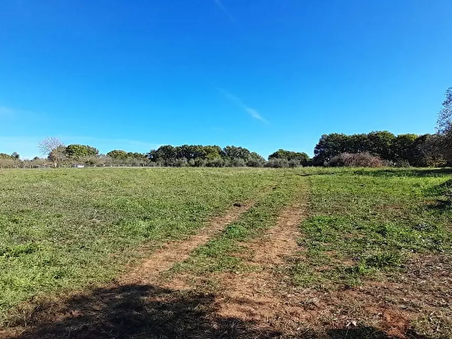 Immagine 3 di Terreno agricolo in vendita  in Via DELLA MOLA, 00 a Manziana