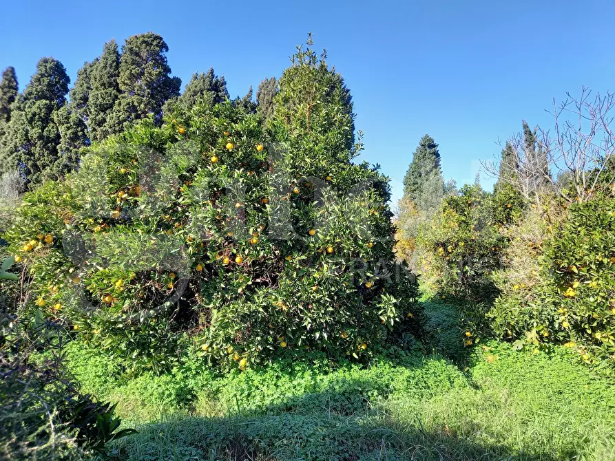 Immagine 3 di Terreno agricolo in vendita  in LocalitÃ  Tanca Manna, snc a Capoterra