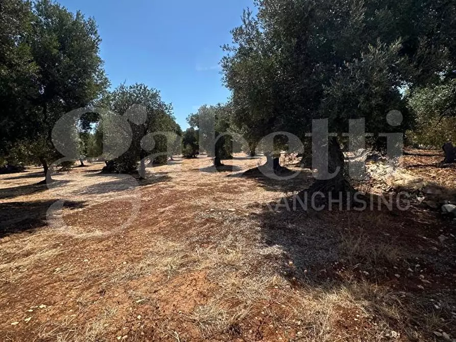 Immagine 11 di Terreno agricolo in vendita  in Contrada Casalino, sn a Ostuni