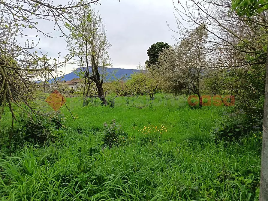 Immagine 4 di Terreno agricolo in vendita  in Strada Vicinale Ponte del Papa, snc a Anagni