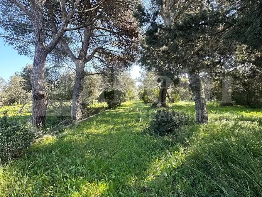Immagine 6 di Terreno agricolo in vendita  in Contrada Urselli, sn a Ostuni