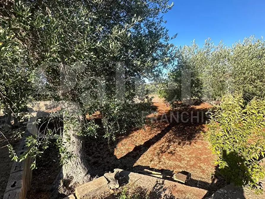 Immagine 7 di Terreno agricolo in vendita  in Contrada Salinola a Ostuni