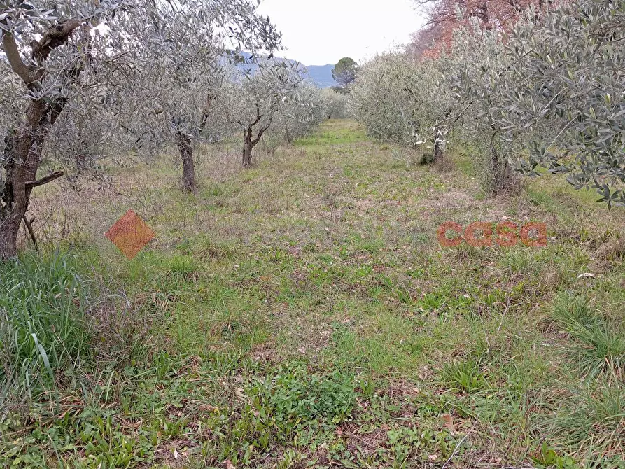 Immagine 1 di Terreno agricolo in vendita  in Via frazione Morgnano a Spoleto