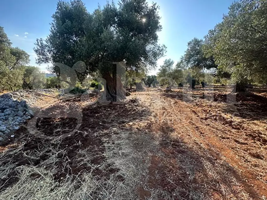 Immagine 10 di Terreno agricolo in vendita  in Contrada San Lorenzo a Ostuni