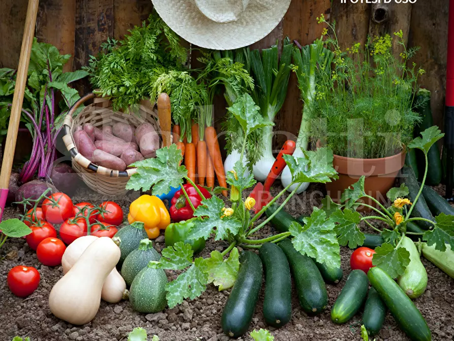Immagine 13 di Terreno agricolo in vendita  in Via CA' BIANCA - VIA GORZONE, 00 a Chioggia