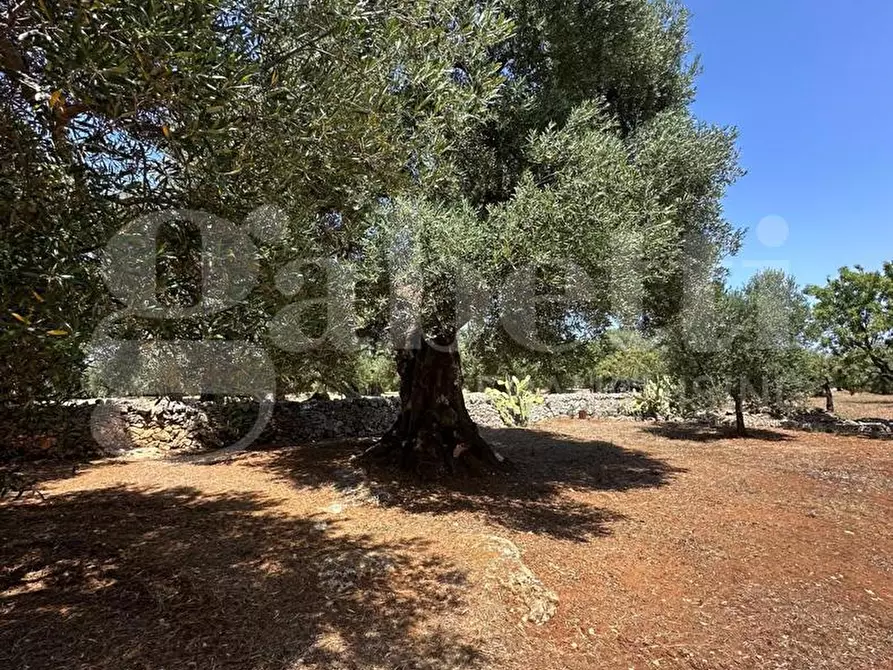 Immagine 11 di Terreno agricolo in vendita  in Contrada Morrone a Ostuni