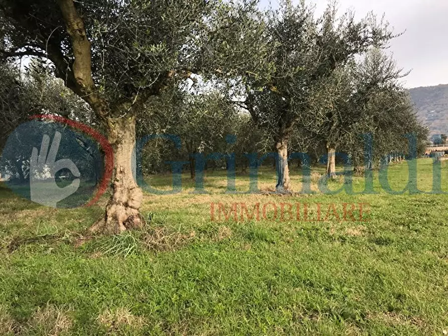 Immagine 1 di Terreno agricolo in vendita  in Via tancredo marchi a Passignano Sul Trasimeno