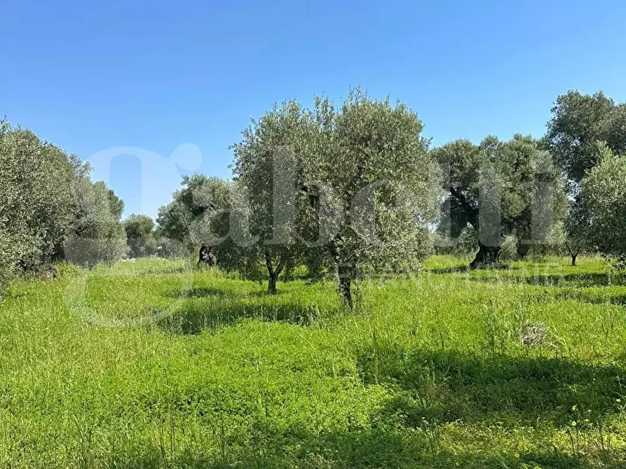 Immagine 8 di Terreno agricolo in vendita  in Contrada Impisi, sn a Ostuni