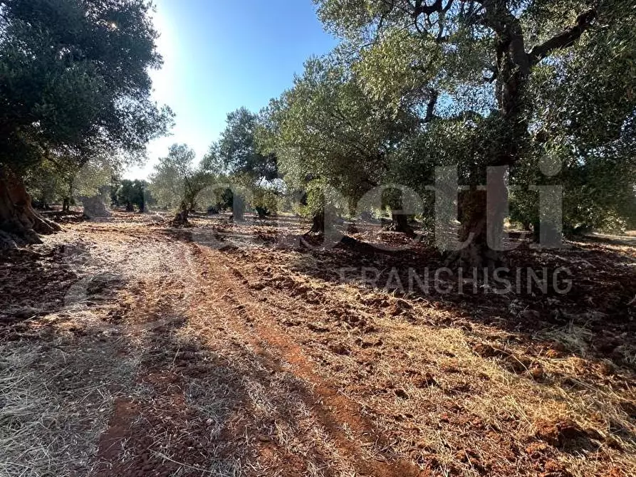 Immagine 9 di Terreno agricolo in vendita  in Contrada San Lorenzo a Ostuni