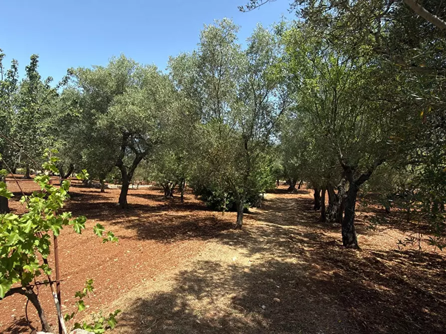 Immagine 2 di Terreno residenziale in vendita  in Contrada CERVARULO, 00 a Monopoli