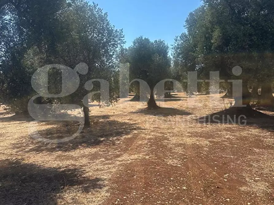 Immagine 7 di Terreno agricolo in vendita  in Contrada Casalino, sn a Ostuni