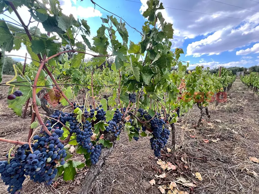 Immagine 32 di Terreno agricolo in vendita  in Contrada GORIZZE, SNC a Barile