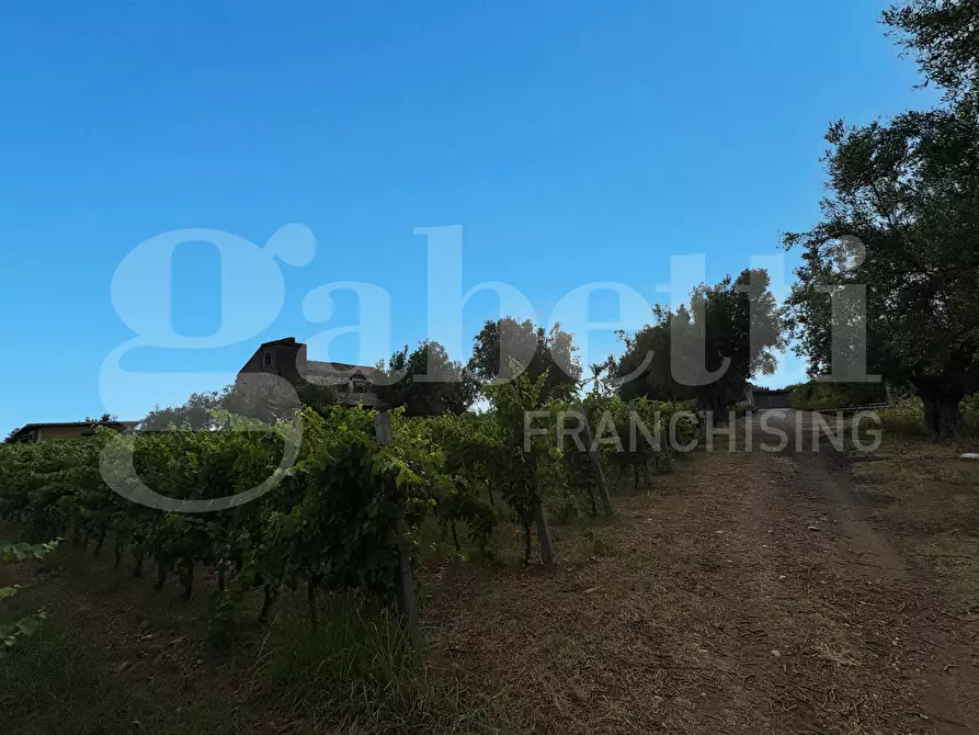 Immagine 24 di Azienda agricola in vendita  in LocalitÃ  Monticello a Pastorano