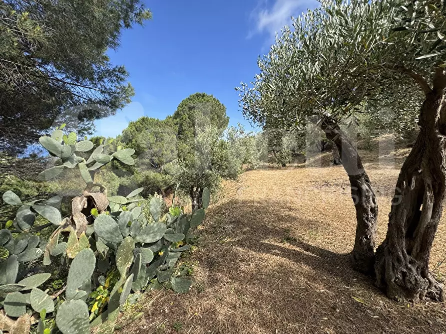 Immagine 2 di Terreno agricolo in vendita  in Contrada grancabella, SNC a Messina