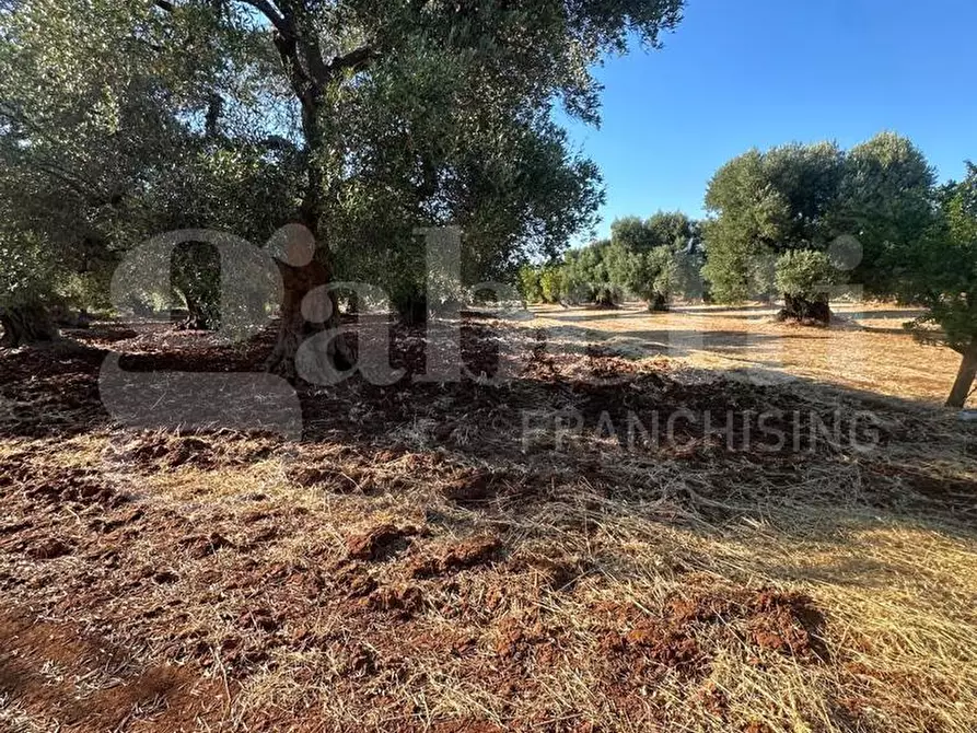 Immagine 4 di Terreno agricolo in vendita  in Contrada San Lorenzo a Ostuni